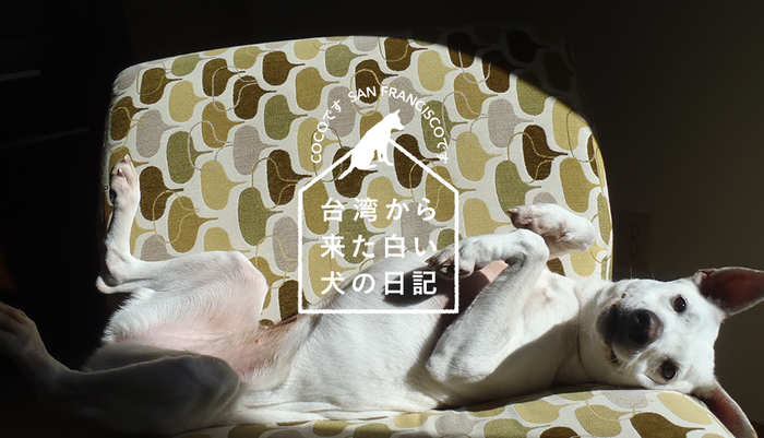 Vol.208台湾から来た白い犬の日記